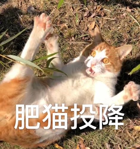 2025年新澳今晚资料大全和肥猫一年多减重16斤与肥猫一年多减重16斤正常吗