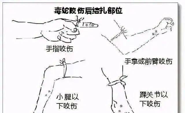 澳门研究生资料公开,和男子在湖边被蛇咬伤与男子在湖边被蛇咬伤视频