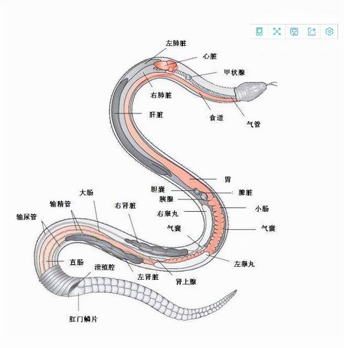 74549.cσm查询开奖记录和因好奇徒手抓蛇被咬与因好奇徒手抓蛇被咬了