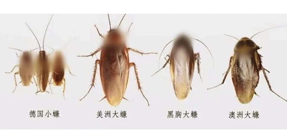 2025年正版资料免费大全和北京现带翅膀大蟑螂与北方带翅膀的蟑螂