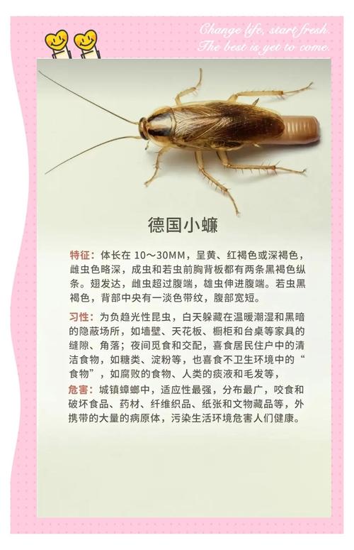 2025最新免费资料大全和北京现带翅膀大蟑螂与北方带翅膀的蟑螂